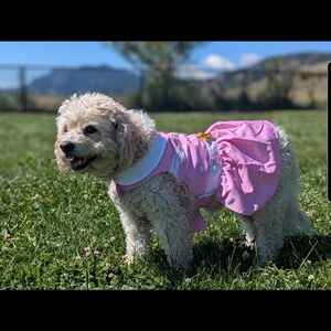 Doggy Dolly Parton Pink Cowgirl Collared Dress - XS Nwt